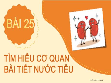 Bài giảng Tự nhiên và Xã hội 2 (Kết nối tri thức) - Bài 25: Tìm hiểu cơ quan bài tiết nước tiểu - Mai Thị Thuận